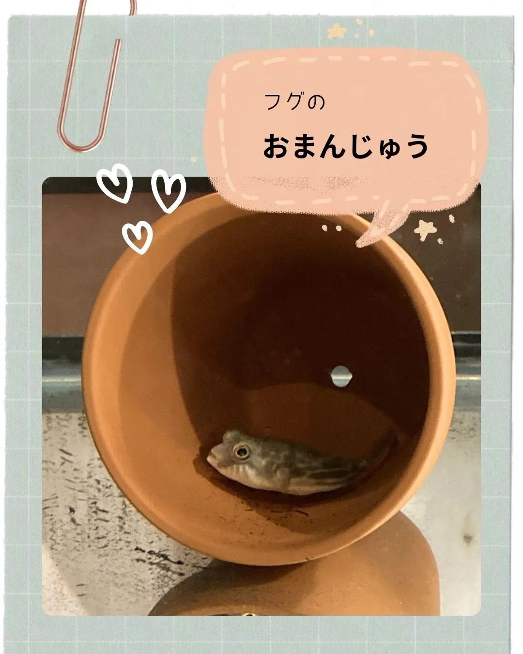 indies art clubの新しいアイドル、誕生!🎉