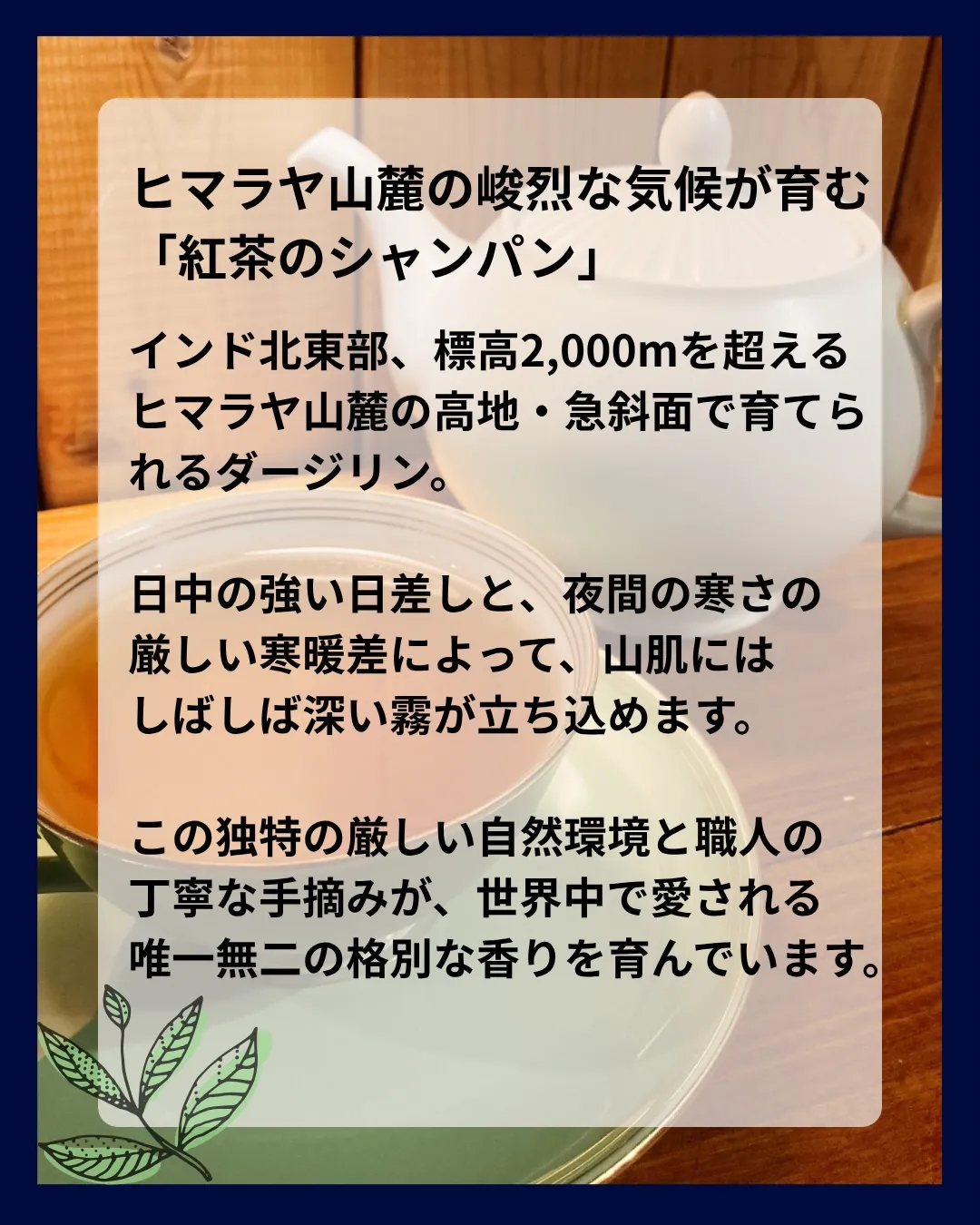 【 indies art club TEA MENU 】